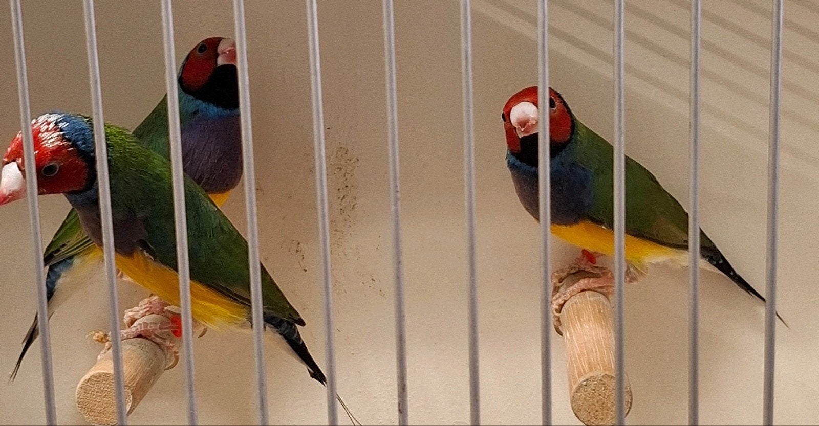 3 gouldamadine., Dieren en Toebehoren, Vogels | Overige Vogels, Mannelijk, Tropenvogel