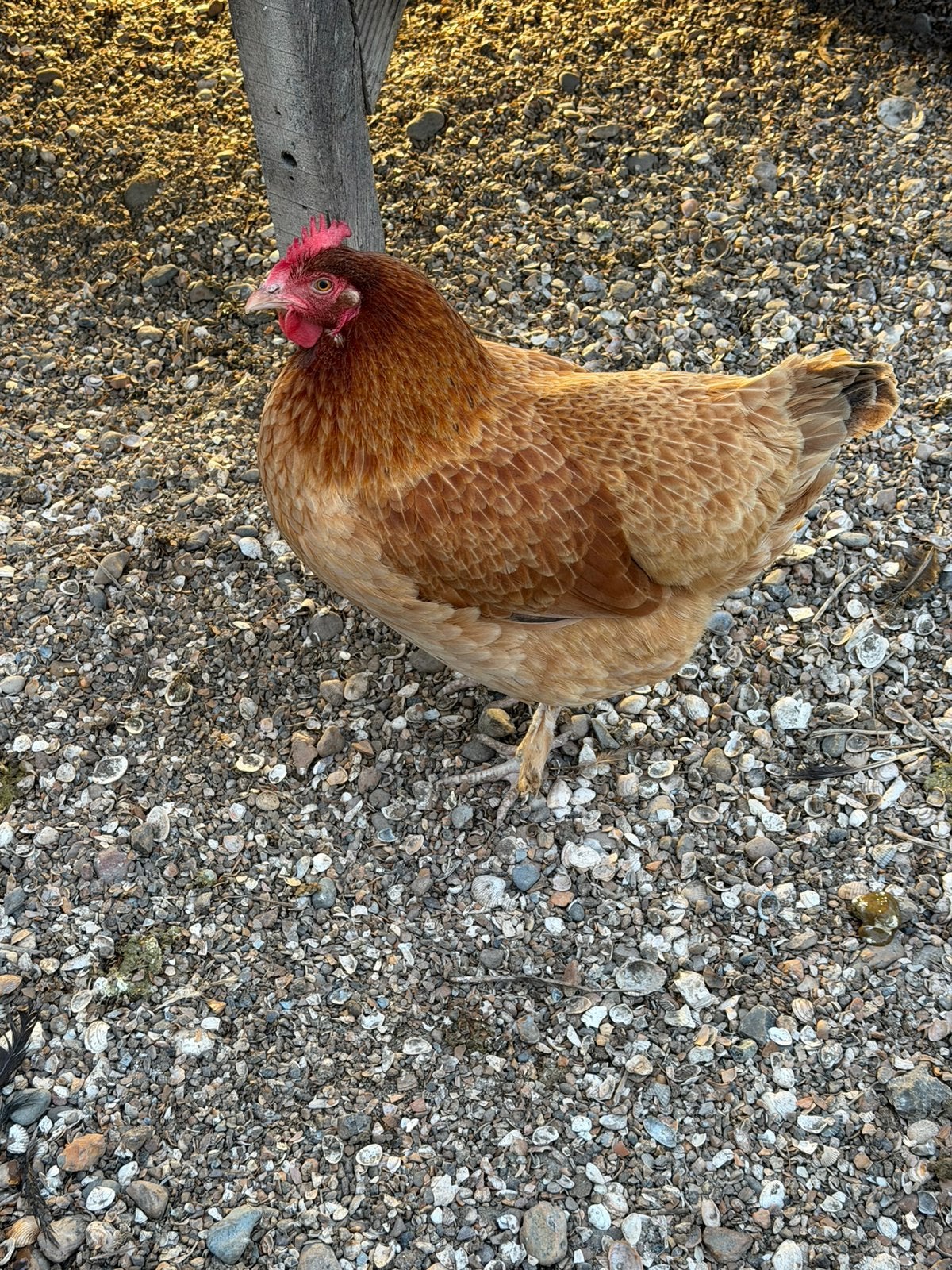 Marans 7 hennen, Dieren en Toebehoren, Vrouwelijk, Kip