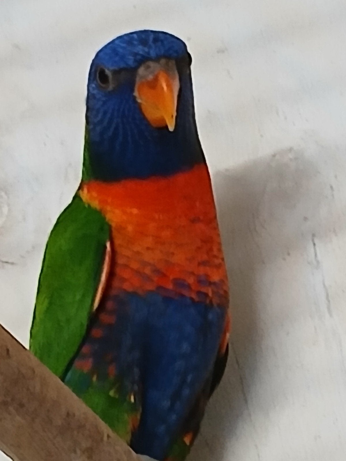 Mooi popje Lori van de Blauwebergen, Dieren en Toebehoren, Vogels | Parkieten en Papegaaien, Vrouwelijk, Papegaai, Geringd