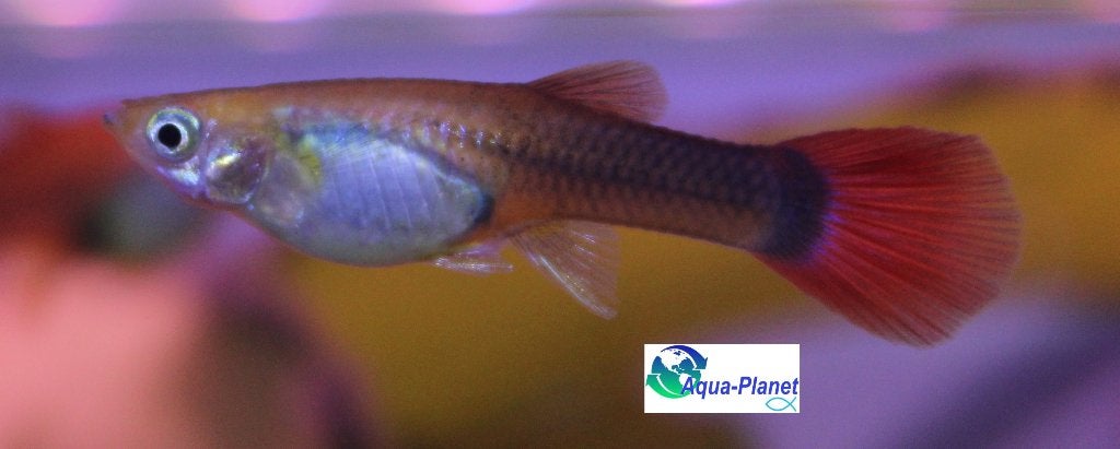 Guppy - Vrouw "Mix", Dieren en Toebehoren, Vissen | Aquariumvissen, Vis, Zoetwatervis