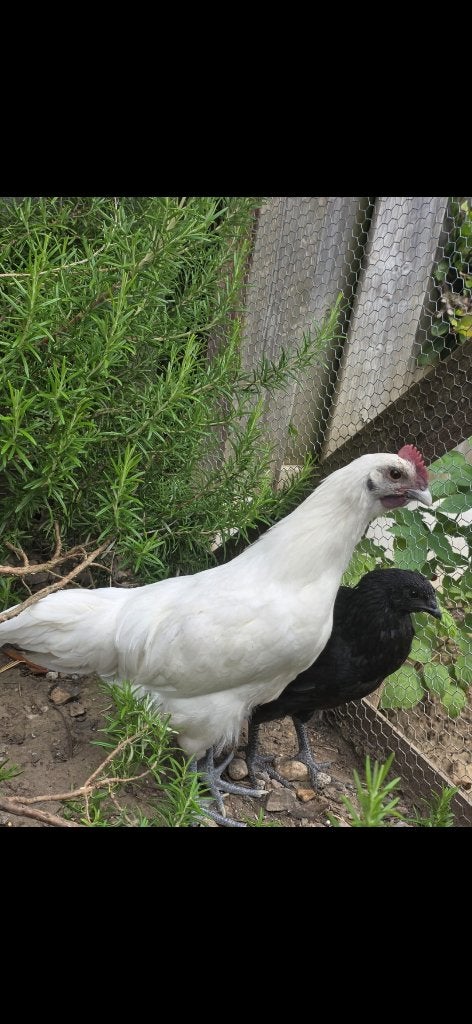 ayam cemani hanen 1x wit 1x zwart, Mannelijk, Kip