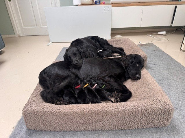 Flatcoated retriever pups Utrecht, Boeken, Ophalen, Honden