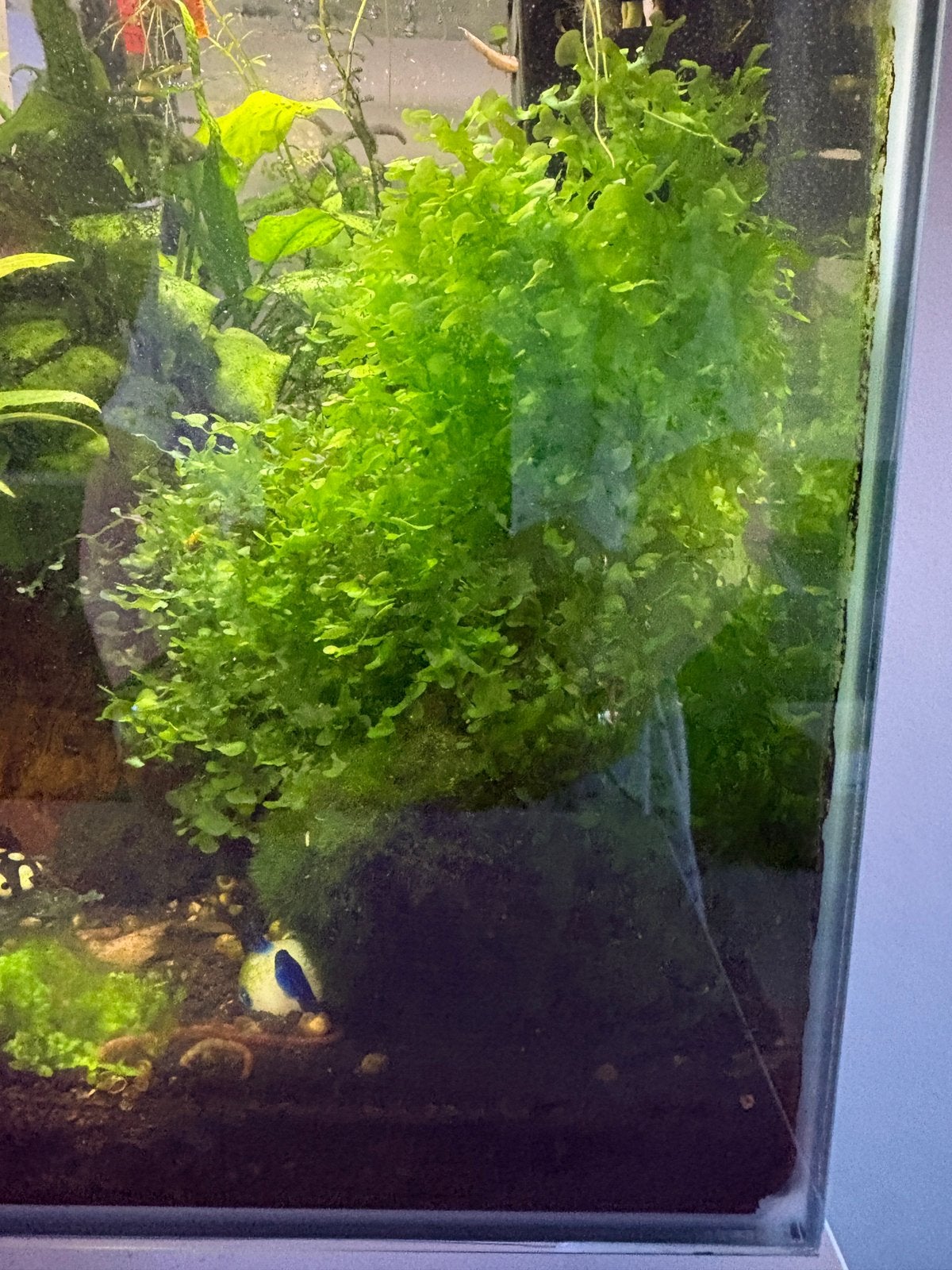 Levermos te koop, Ophalen, Zo goed als nieuw, Plant(en), Steen of Hout