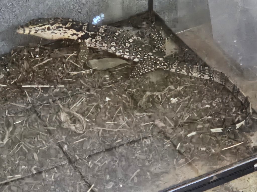 varanus salvator sumbawa, 0 tot 2 jaar