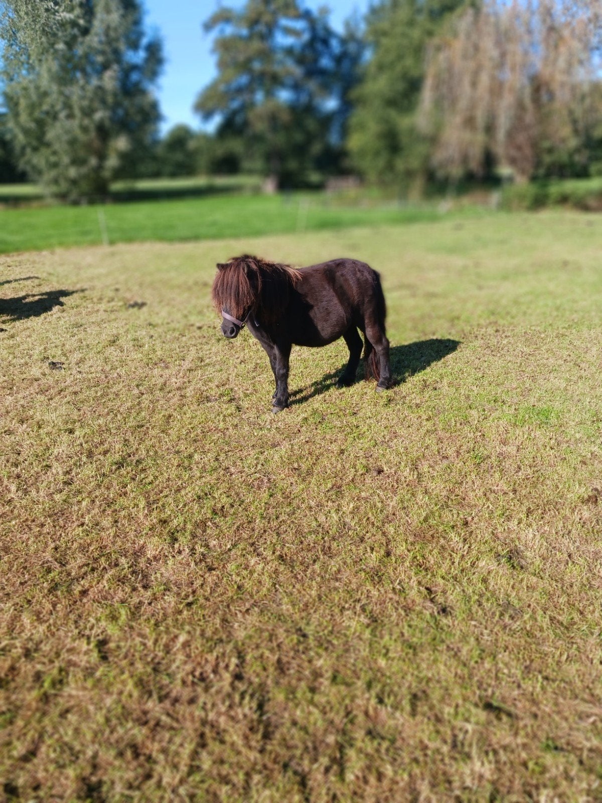 Zwartbles  dekram en shetlander appaloosa  merrie, Mannelijk, Schaap
