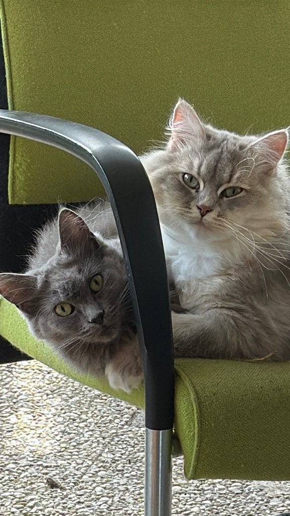 Kitten, Dieren en Toebehoren, Katten en Kittens | Raskatten | Langhaar, Poes, 0 tot 2 jaar, Ontwormd, Ingeënt