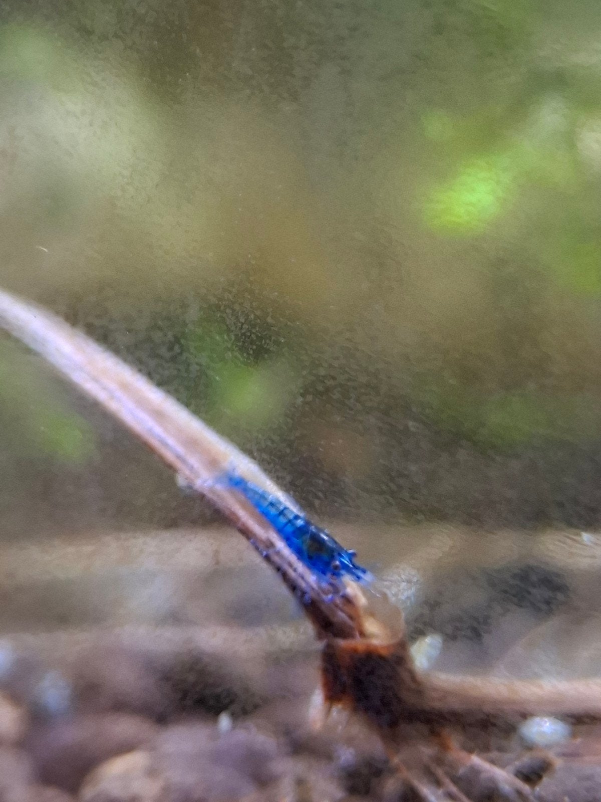 Neocaridina Blue Dream garnalen - Diepblauw van kleur, Dieren en Toebehoren, Kreeft, Krab of Garnaal, Zoetwatervis
