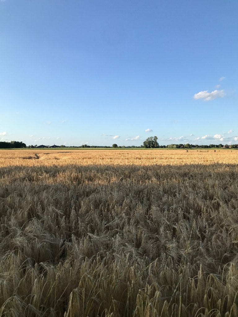 Gerstestro, Dieren en Toebehoren, Dierenvoeding, Ophalen, Vee