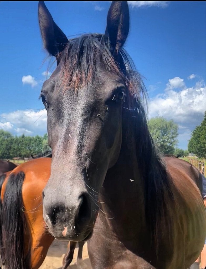 Ambitieuze bijrijder/ruiter voor jong paard gezocht, Ophalen of Verzenden, Nieuw
