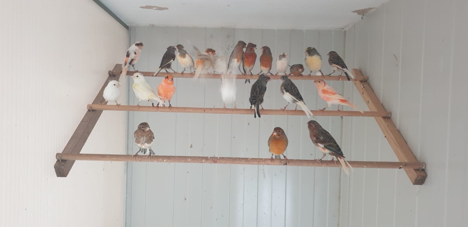 Kanaries, Meerdere dieren