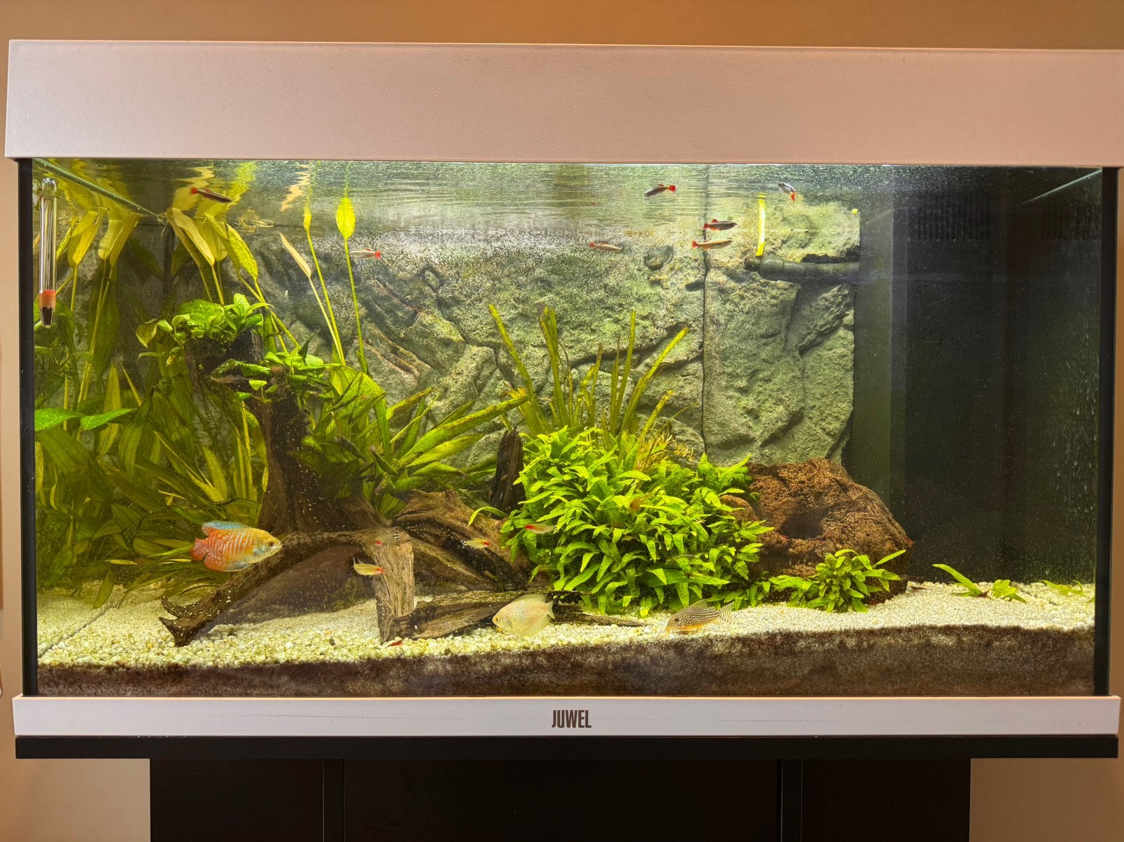 Compleet aquarium met kast, vissen, inrichting, voer, etc., Ophalen, Inclusief vissen, Juwel, Gevuld zoetwateraquarium