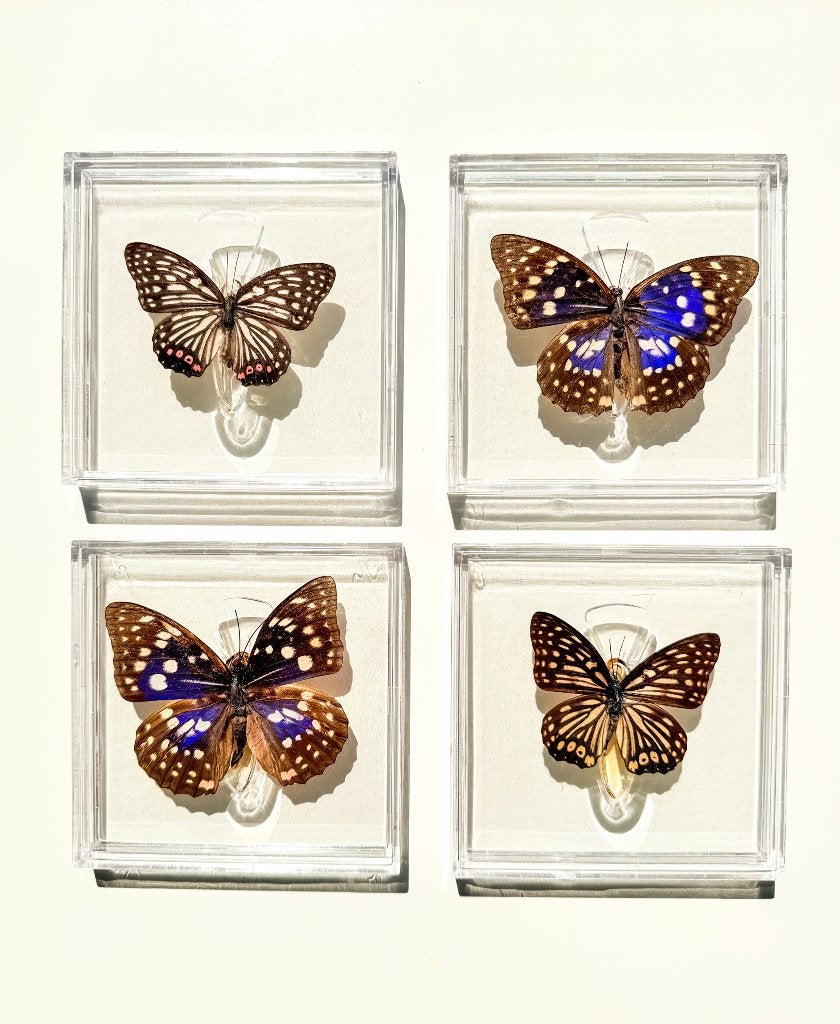 Vlinder Set in Acryl, Ophalen of Verzenden, Nieuw, Insect, Opgezet dier