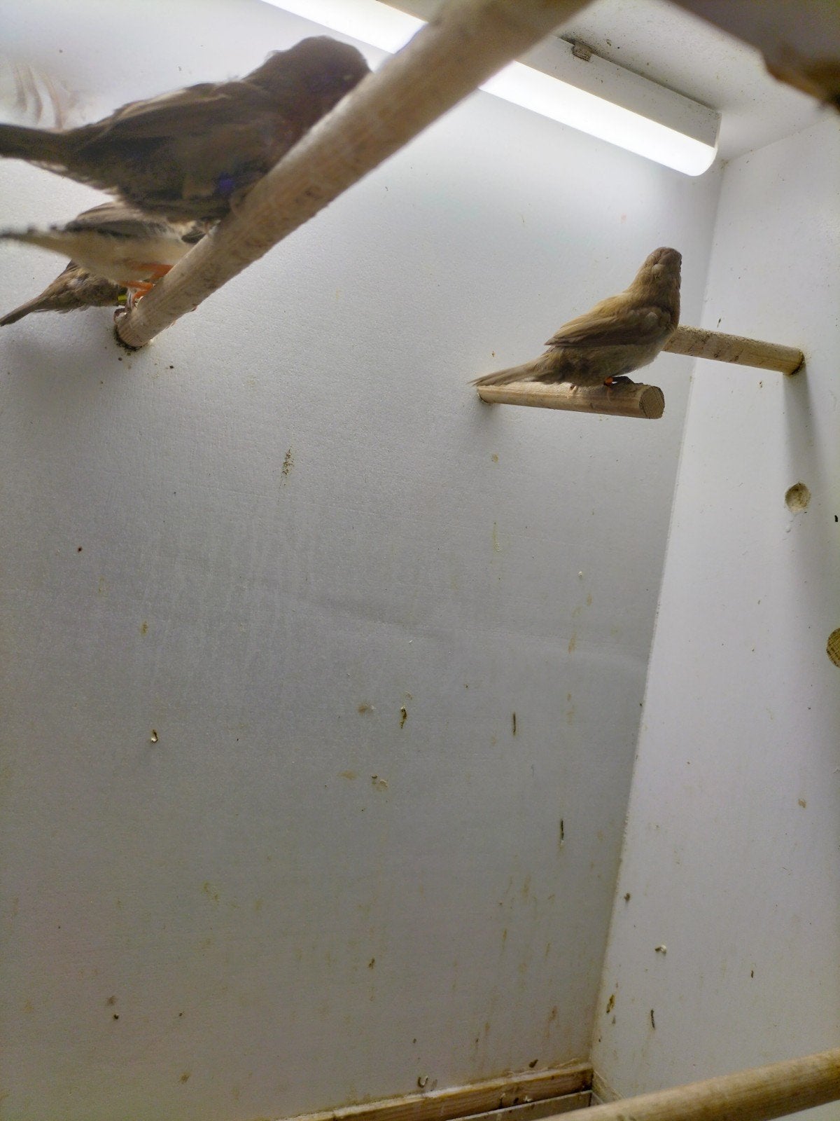 Te koop  Japanse meeuwtjes en Zebravinken, Dieren en Toebehoren, Vogels | Overige Vogels, Meerdere dieren