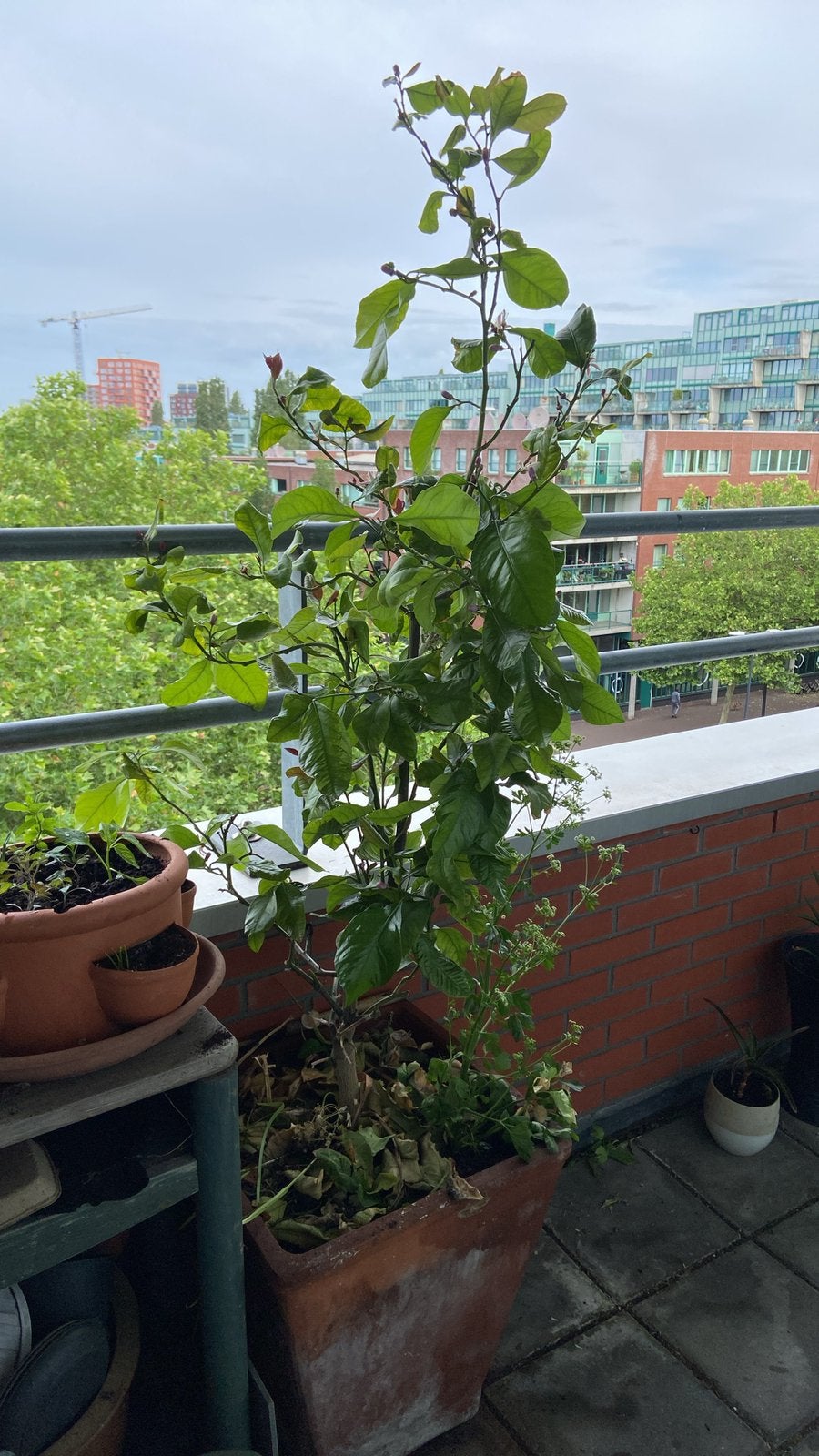 Bloeiende biologische citroenboom met pot, 179 cm hoog, Volle zon, Vaste plant, Ophalen of Verzenden, Fruitplanten