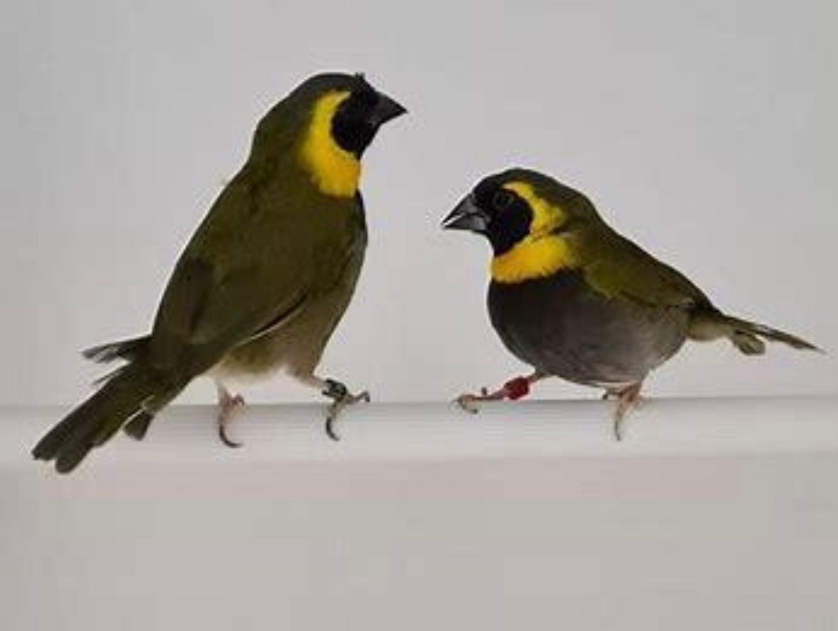 Mooi koppel cubavinken 2024 met kooi, Dieren en Toebehoren, Meerdere dieren, Geringd
