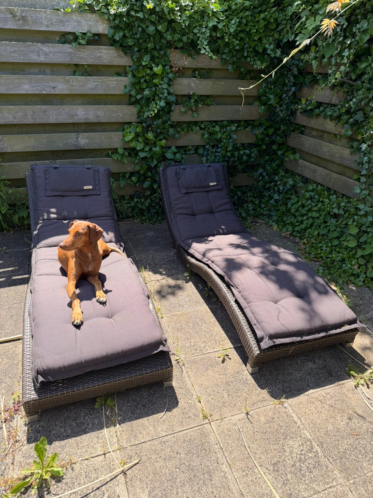 Heerlijke ligstoelen, Ophalen, Gebruikt, Kunststof