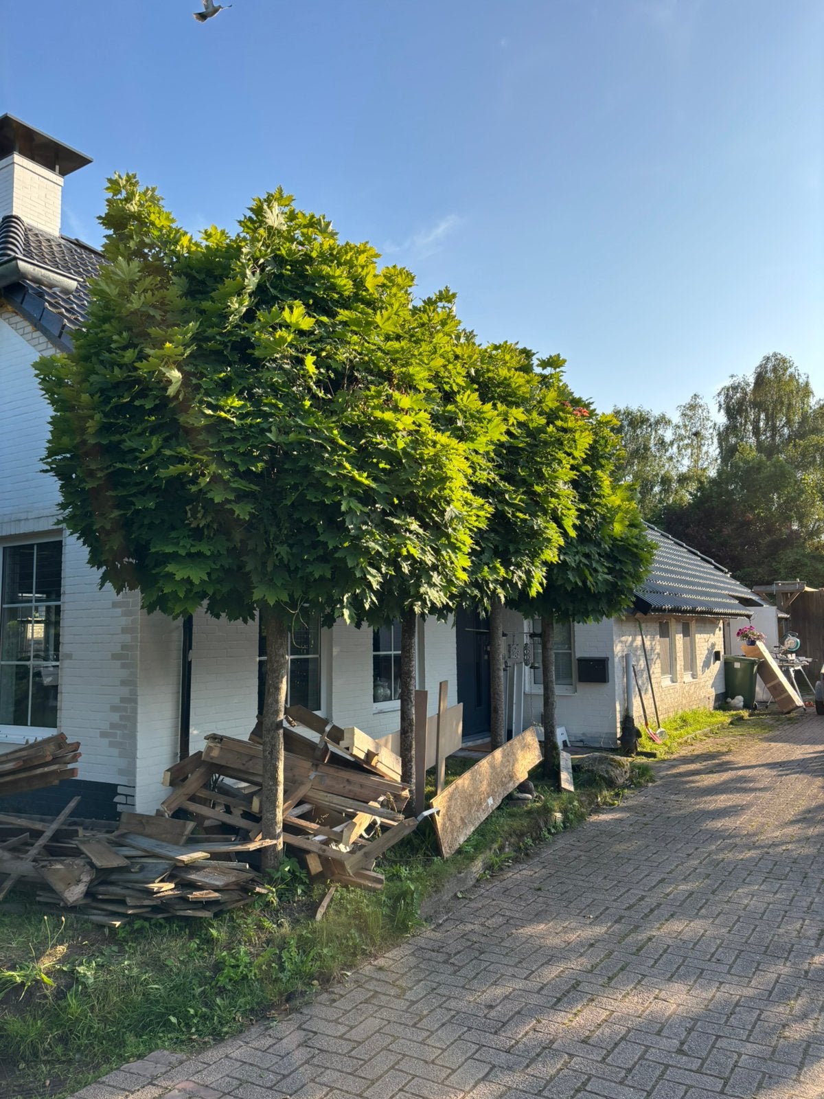 10x Bol esdoorn, Tuin en Terras, Planten | Bomen, Bloeit niet, Halfschaduw, 250 tot 400 cm, Ophalen