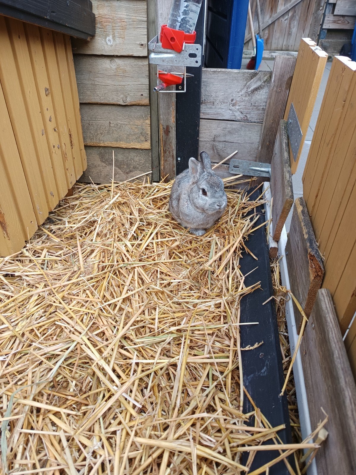 konijnen, Meerdere dieren, Dwerg, 0 tot 2 jaar