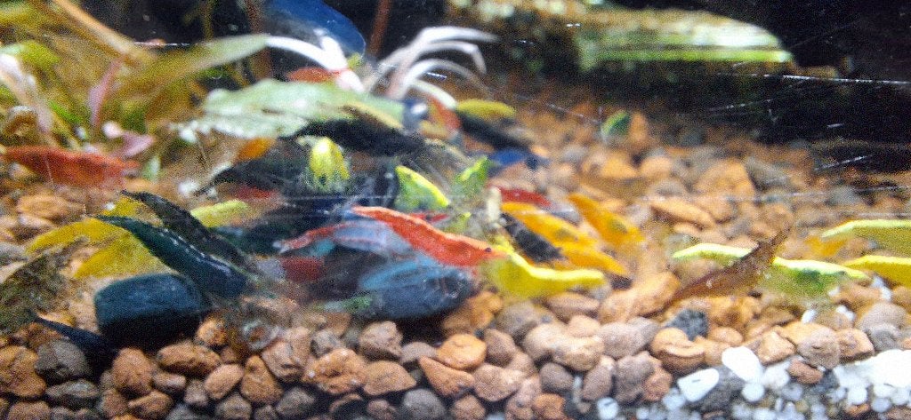 Kleurrijke garnalenmix, Kreeft, Krab of Garnaal, Zoetwatervis