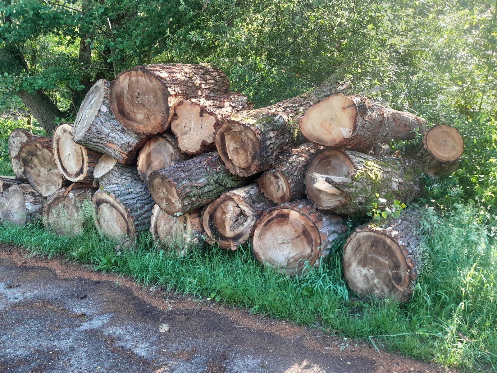 Populieren  stammen., Tuin en Terras, Haardhout, 6 m³ of meer, Ophalen of Verzenden, Stammen