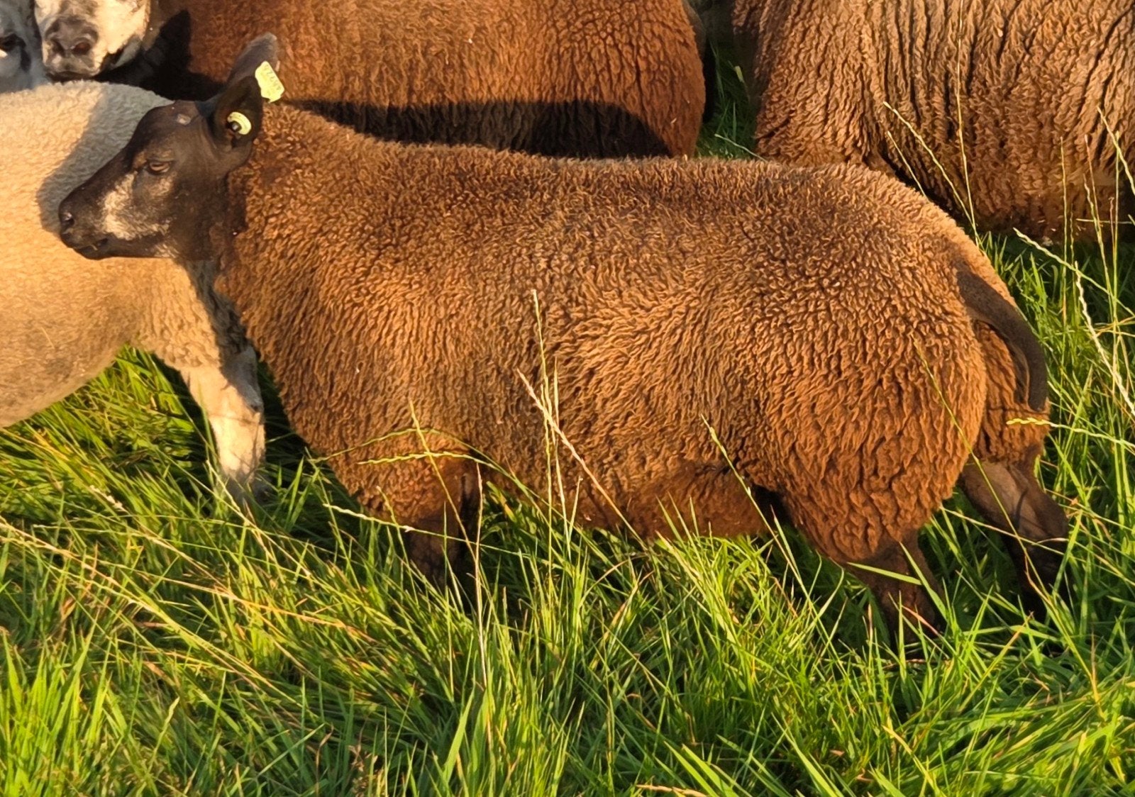 beste blauwe texelaar ramlam