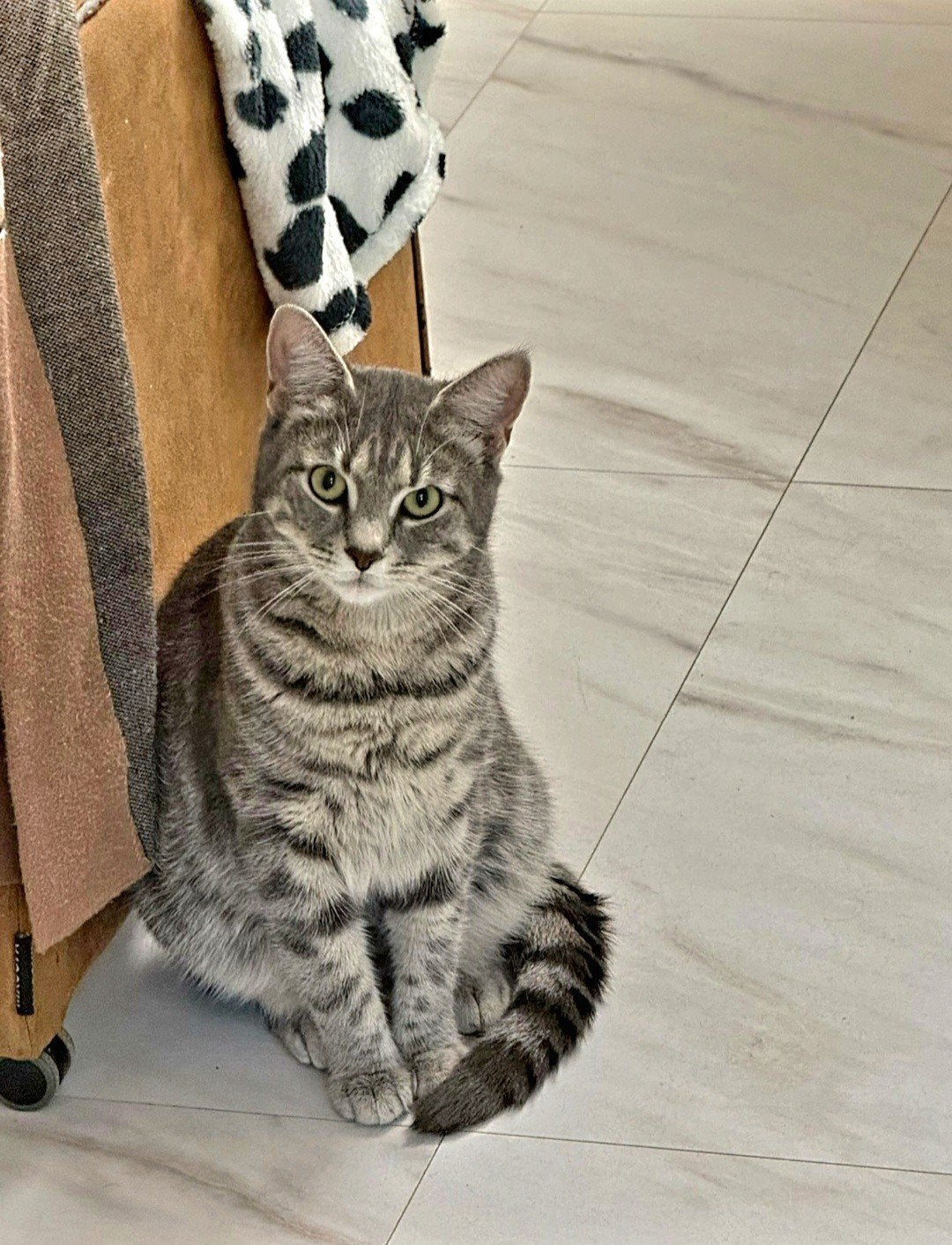 poes te koop, Dieren en Toebehoren, Poes, 0 tot 2 jaar