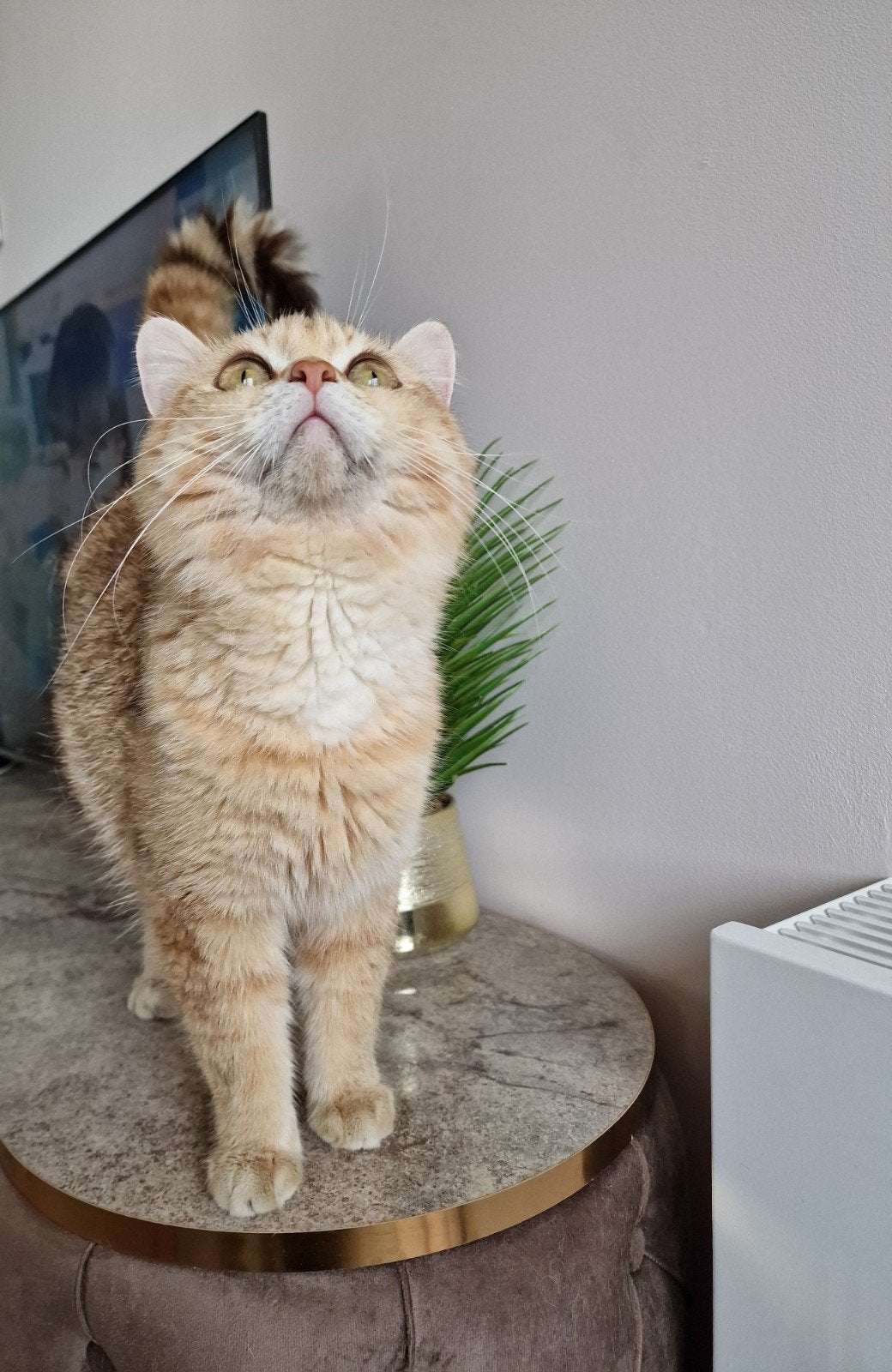 Britse Korthaar Golden (chocolate) Shaded Kater Te Koop, Kater, Gechipt, 0 tot 2 jaar