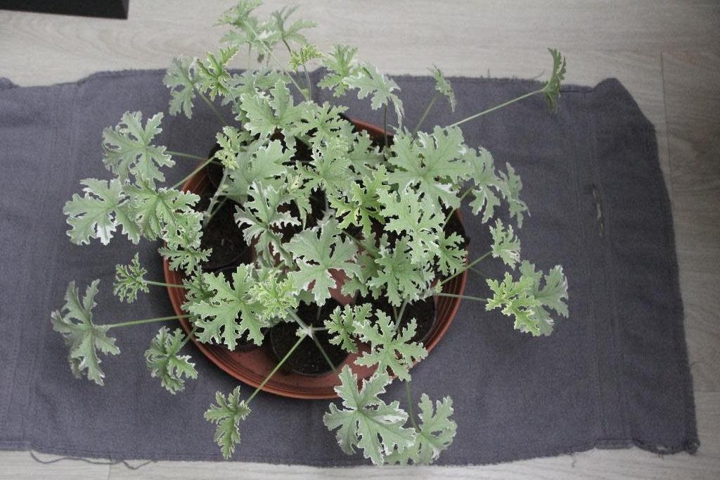 kamerplant citroen geranium bont blad, Huis en Inrichting, Kamerplanten, Ophalen, In pot, Halfschaduw, Minder dan 100 cm