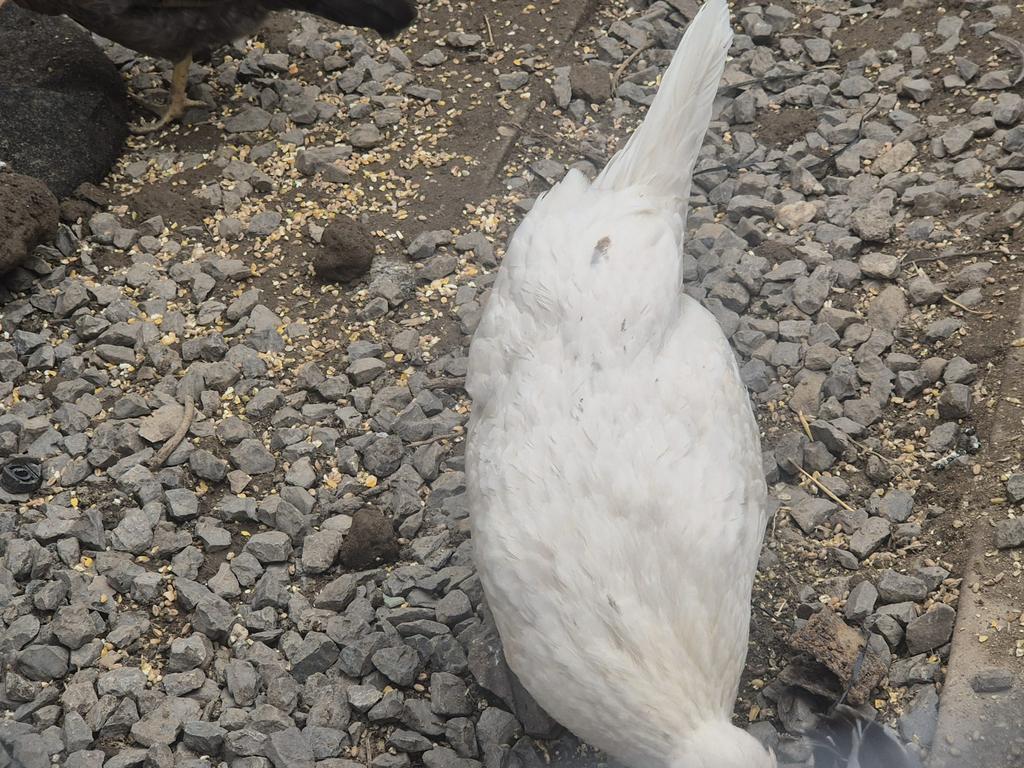 Jonge hennen te koop, Dieren en Toebehoren, Pluimvee, Vrouwelijk, Kip
