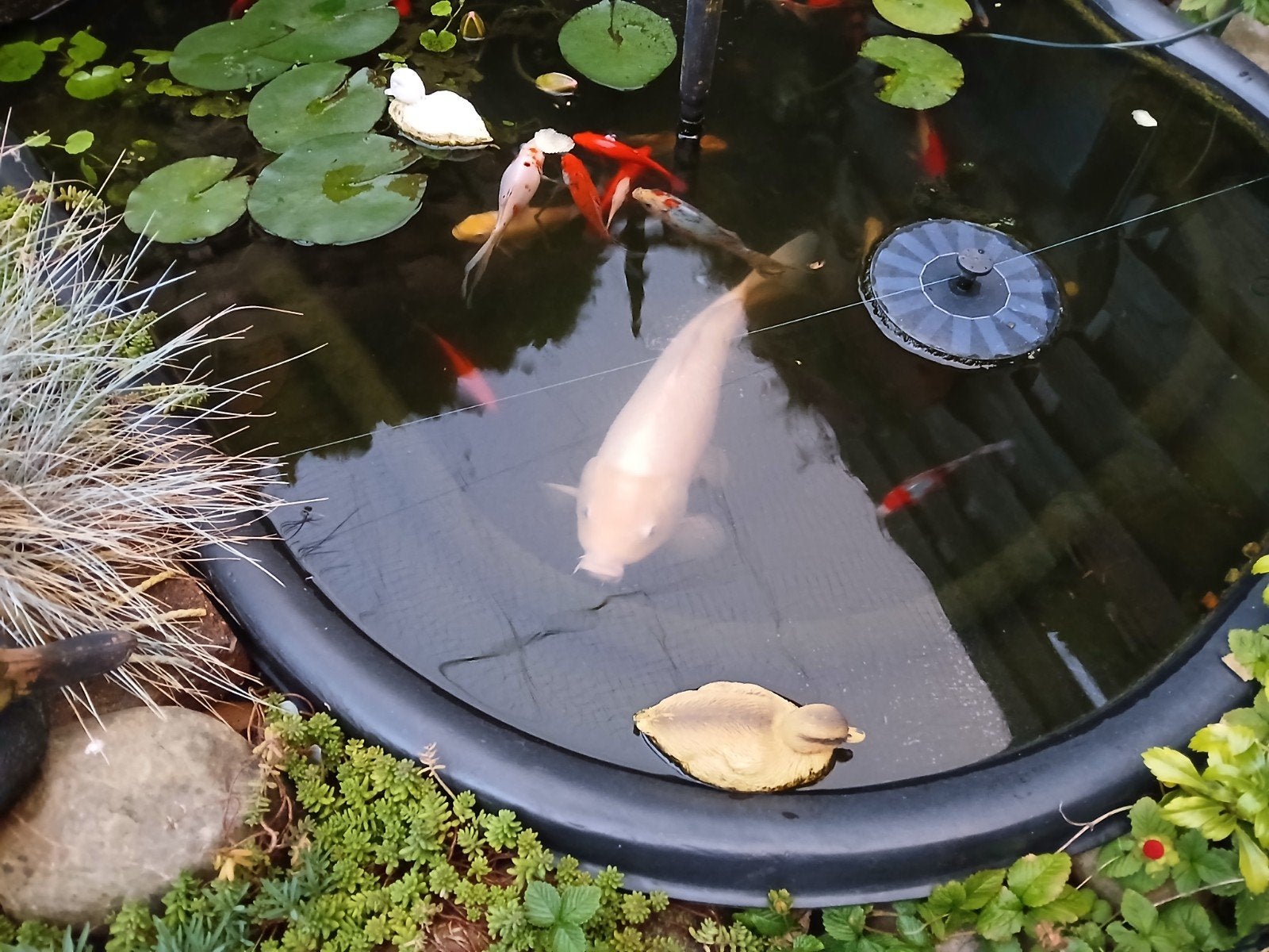 Koi 55 a 60 cm wit gezonde rustige vis ,opgevangen voor nood, Karper of Koi