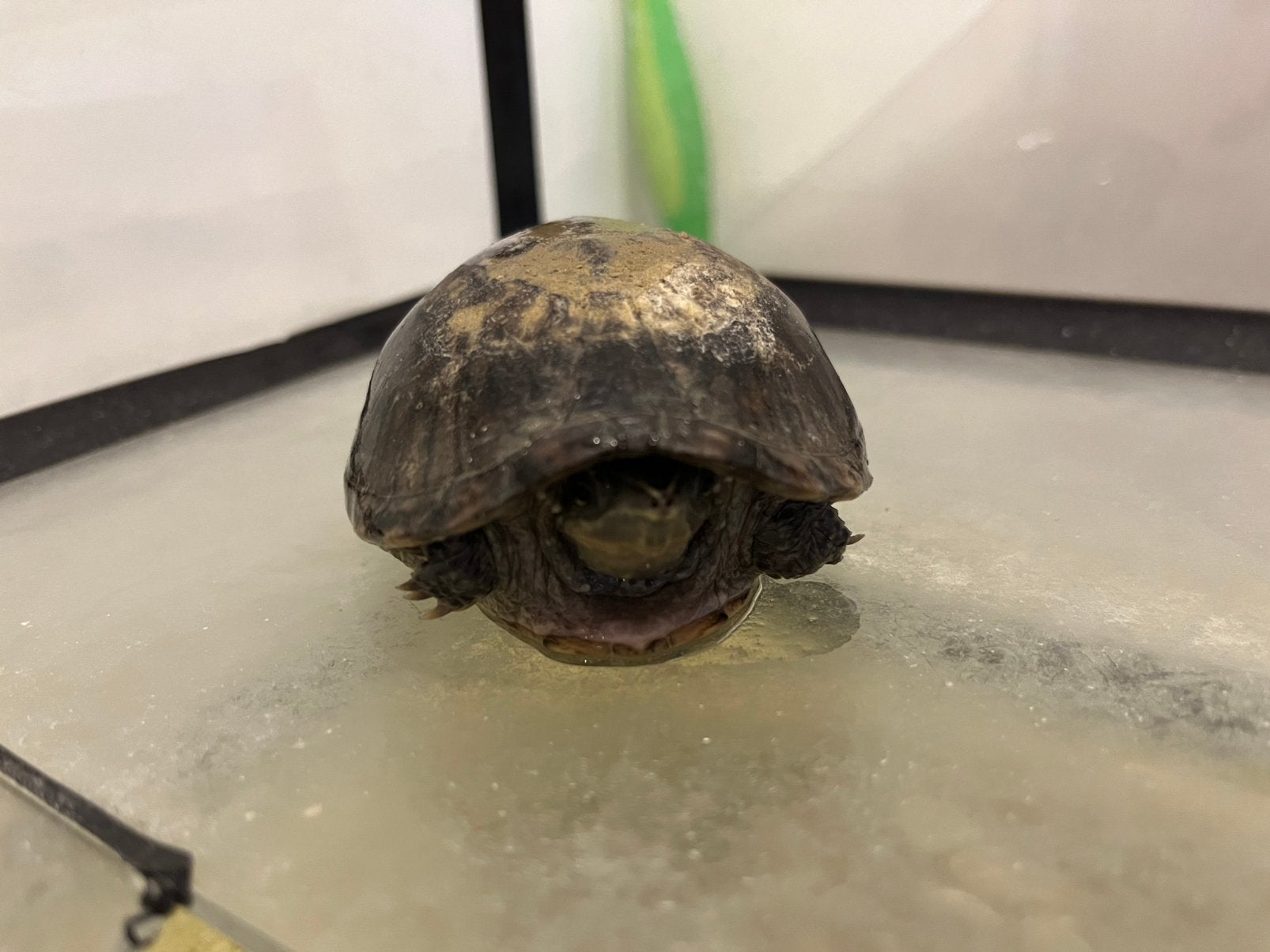 Muskusschildpad, Dieren en Toebehoren, Reptielen en Amfibieën, Schildpad