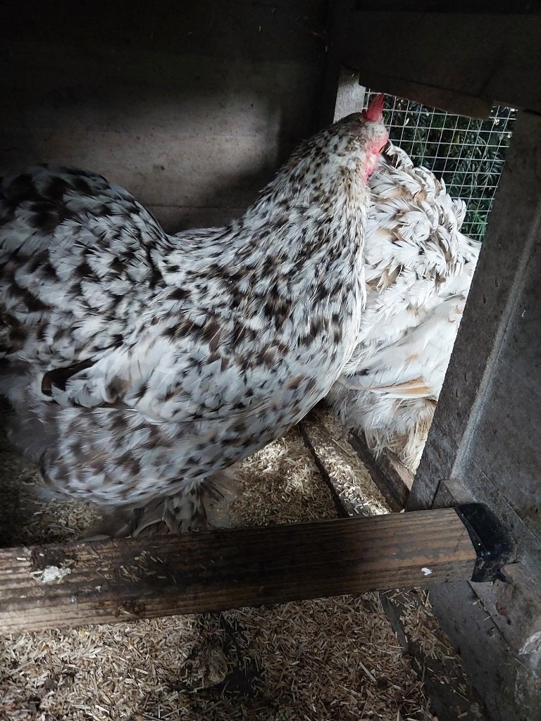 cochin kriel, Dieren en Toebehoren, Pluimvee, Meerdere dieren, Kip