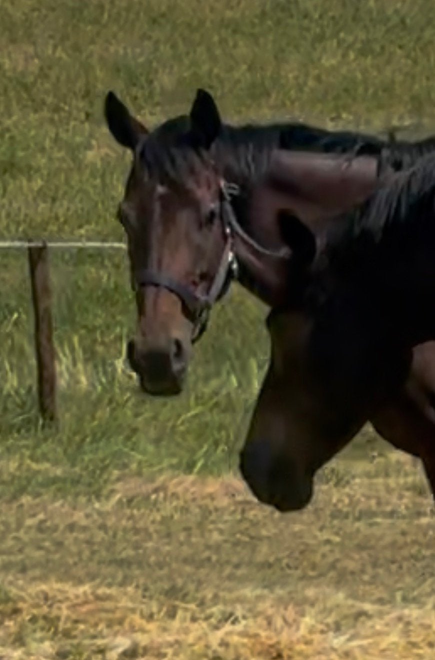 Leuke 4 jarige merrie e pony, Dieren en Toebehoren, Pony's, Merrie, Onbeleerd, E pony (1.48m - 1.57m), 3 tot 6 jaar