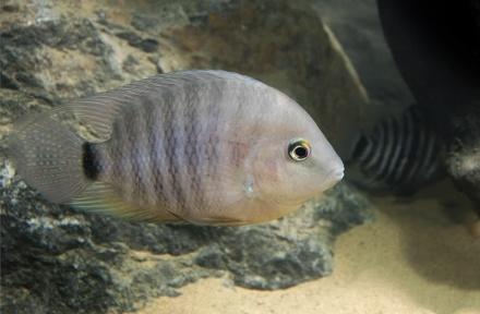 Gezocht cryptoheros spilurum cichlasoma spilurum, Vis, Zoetwatervis