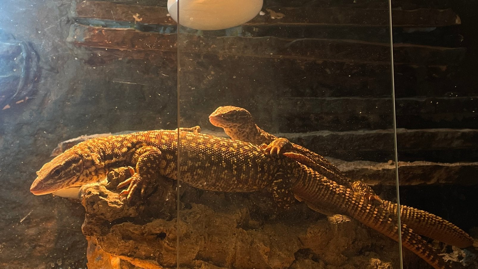 Varanus acunthurus Monitor Lizard - unknown for sale from Jordan