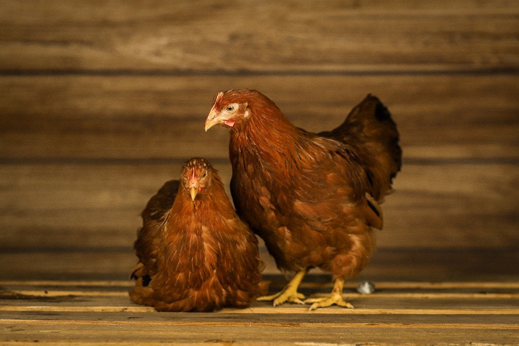 New-Hampshire groot | Goede leggers | Passend advies