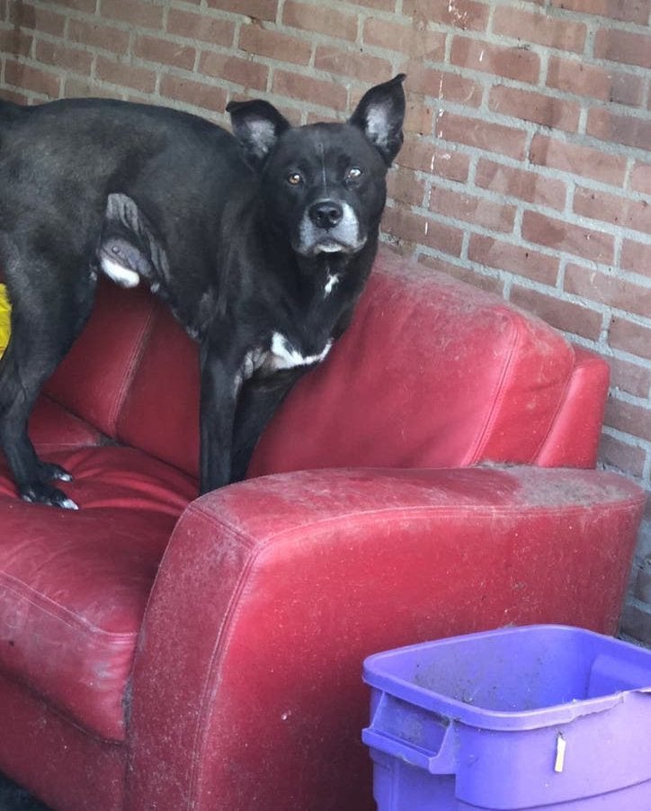 Hond, Parvo, Eén hond, 3 tot 5 jaar, Nederland