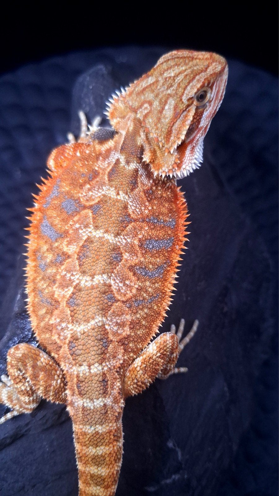 WeekendDeal !! 50% Red Monster Triple het. Baardagaam, Hagedis, 0 tot 2 jaar