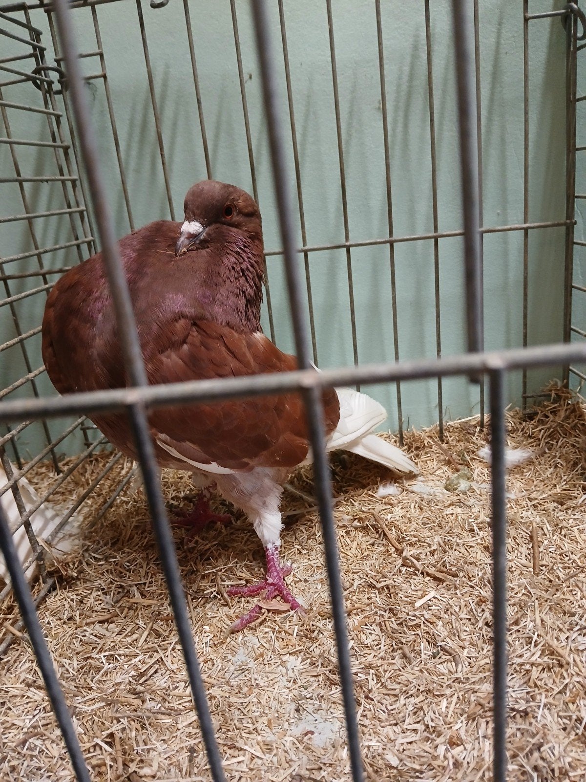 goede kwaliteit sierduiven, Dieren en Toebehoren, Vogels | Duiven, Meerdere dieren, Overige soorten