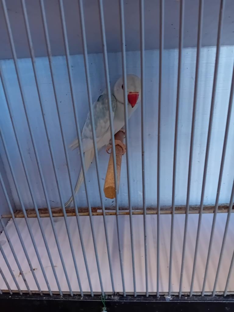 Halsband parkiet, Dieren en Toebehoren, Vogels | Parkieten en Papegaaien, Geslacht onbekend, Parkiet