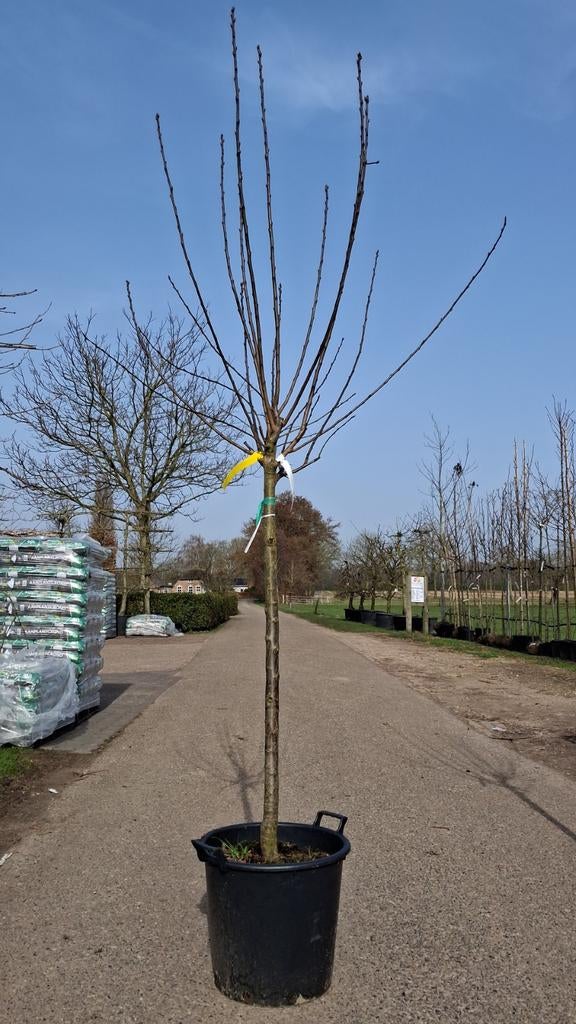 Prunus Opal Pruimenboom - Heerlijke Zoete Pruimen dikke stam, Tuin en Terras, Lente, In pot, Ophalen of Verzenden, 250 tot 400 cm
