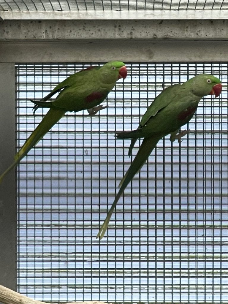 Alexanderparkiet, Dieren en Toebehoren, Meerdere dieren, Parkiet