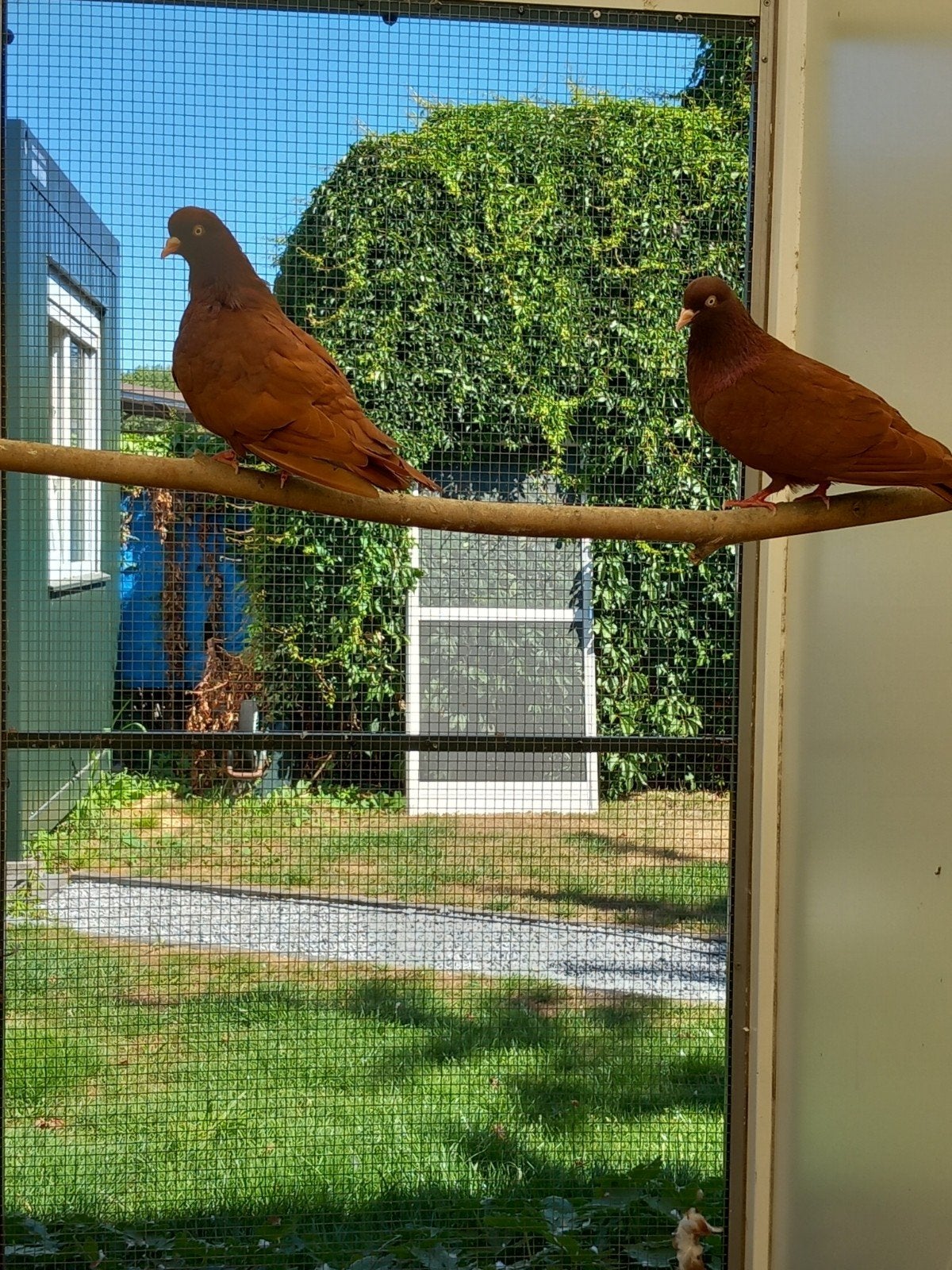 Belgische tuimelaars, Meerdere dieren