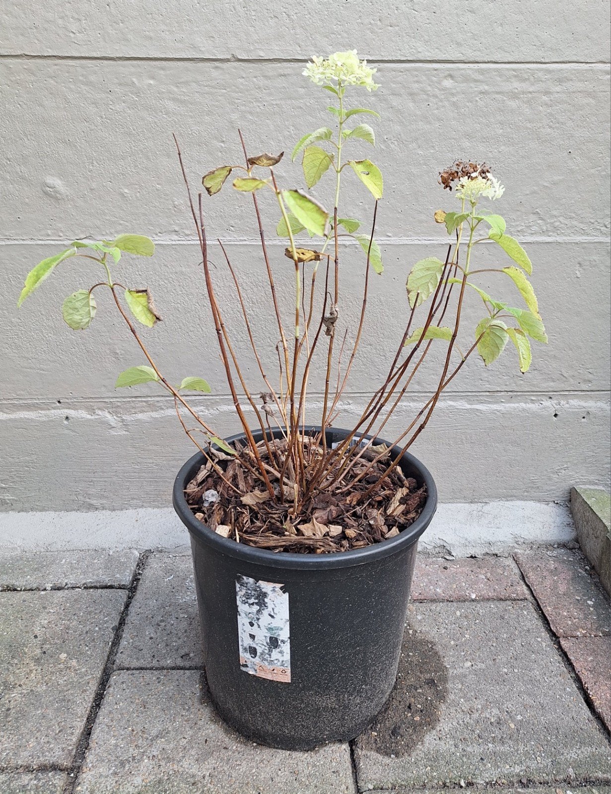 Hortensia Strong Annabelle - Sterke en bloeiende plant, Vaste plant, Halfschaduw, Zomer, Ophalen