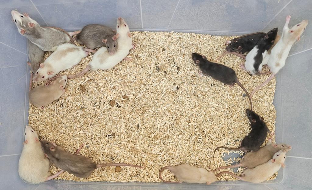 Mannelijke ratjes 28 maart en 8/10 april, Dieren en Toebehoren, Knaagdieren, Rat, April, Mannelijk, Tam
