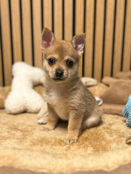 Pomchi pup 5 reutje 💙🐾 puppy pomeriaan x chihuahua, Reu, 8 tot 15 weken, Parvo, Eén hond