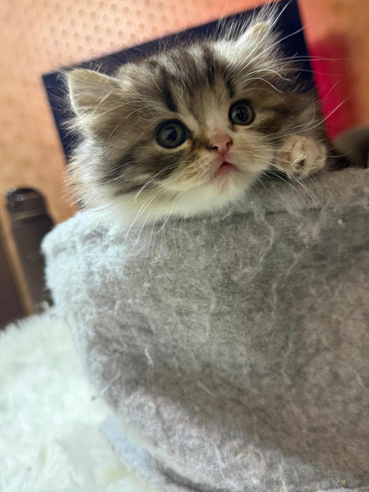 Schattige kittens zoeken een nieuw huis, Dieren en Toebehoren, Kater