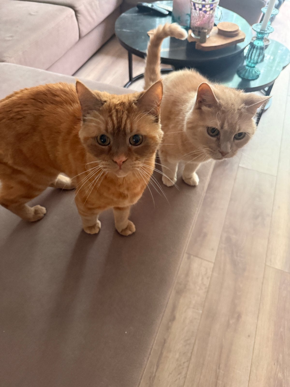 2 lieve half Maine Coon katten zoeken een nieuw thuis, Dieren en Toebehoren, Katten en Kittens | Overige Katten, Kater