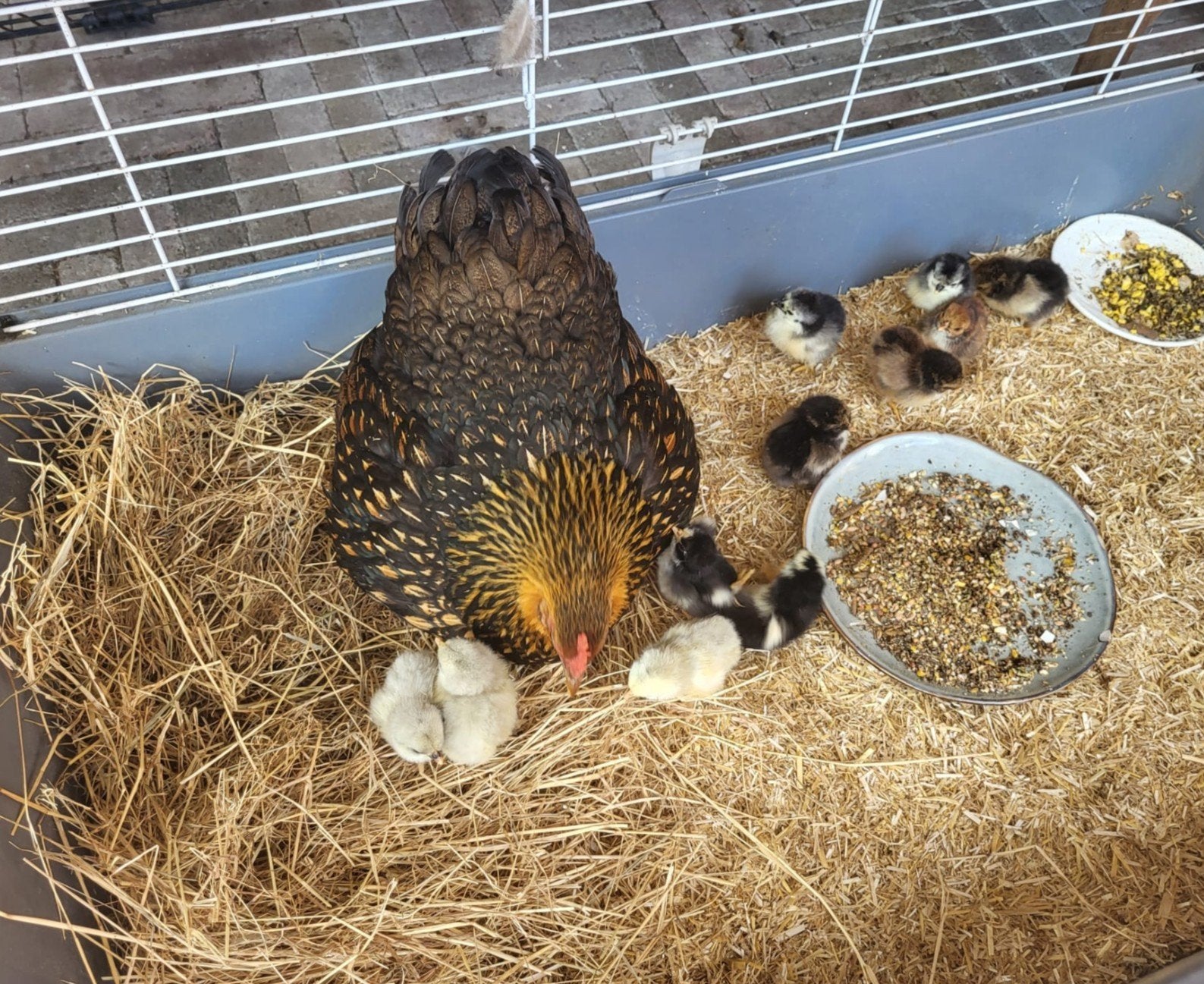 Kuikens geboren, Geslacht onbekend, Kip