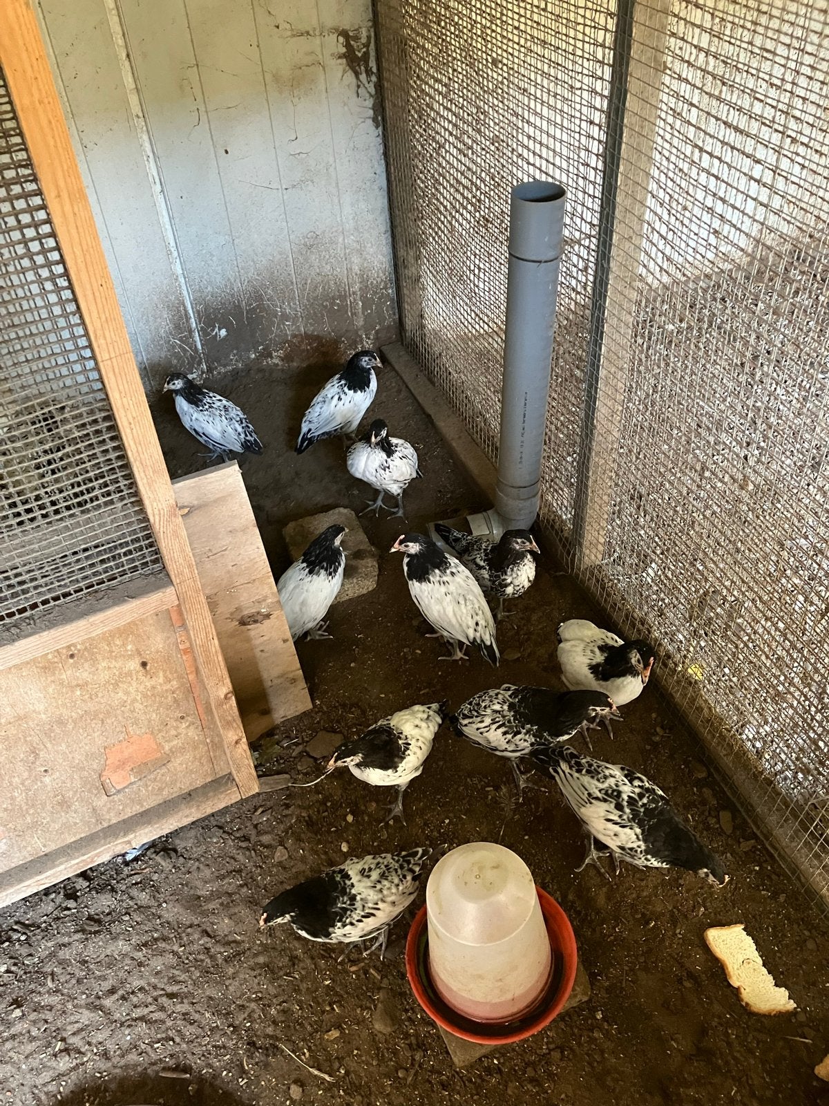 Lakenvelder, Dieren en Toebehoren, Meerdere dieren, Kip